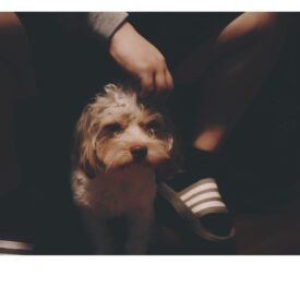 Default image